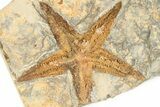 Ordovician Starfish (Petraster?) Fossil - Morocco #193740-1